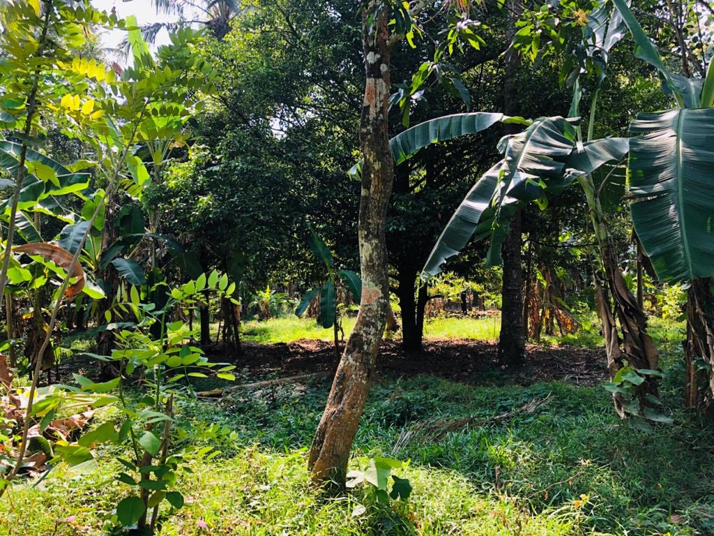 Land for sale Thrissur Properties